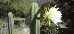San Pedro with flower